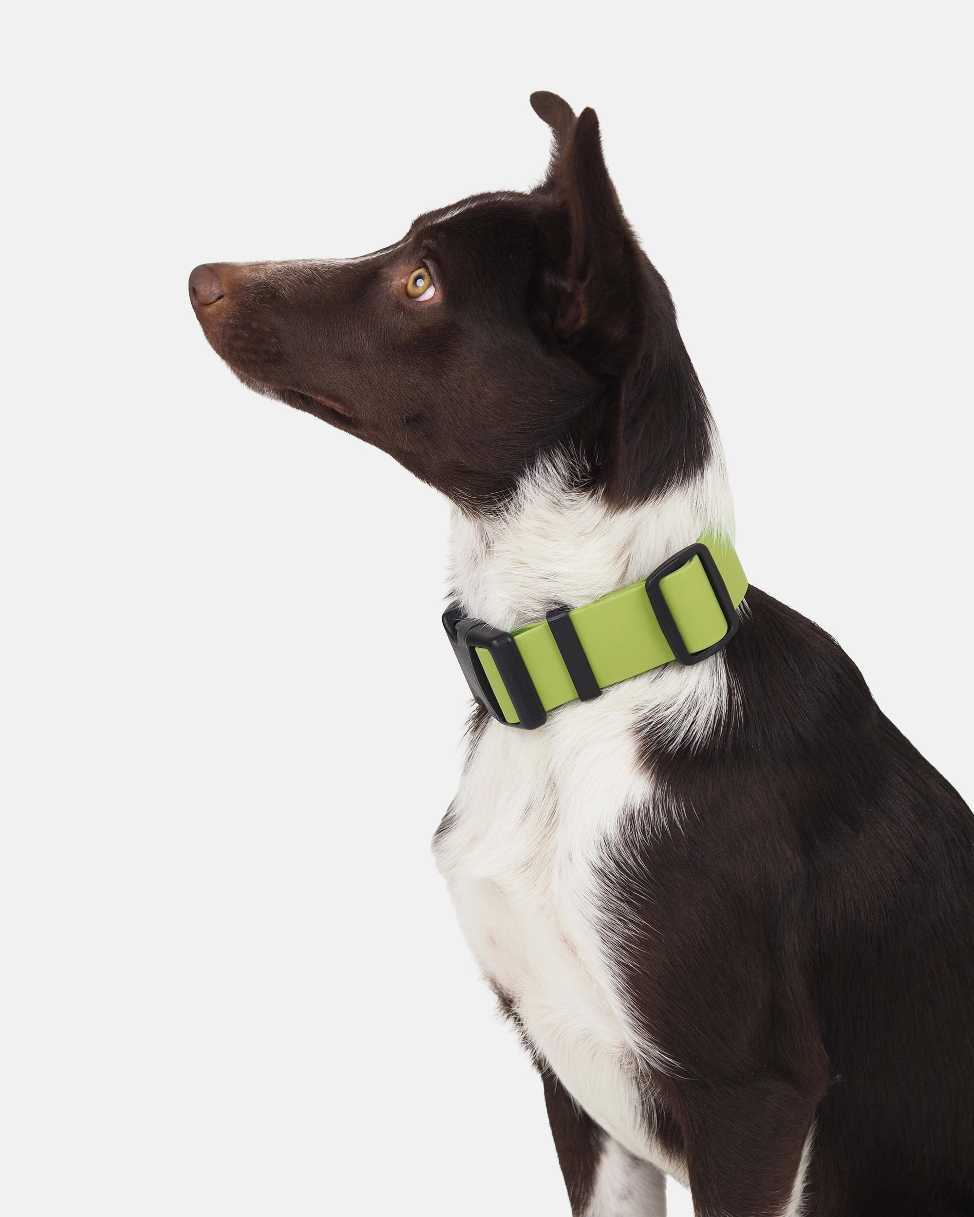 38 mm Biothane-kaulapanta pistolukolla