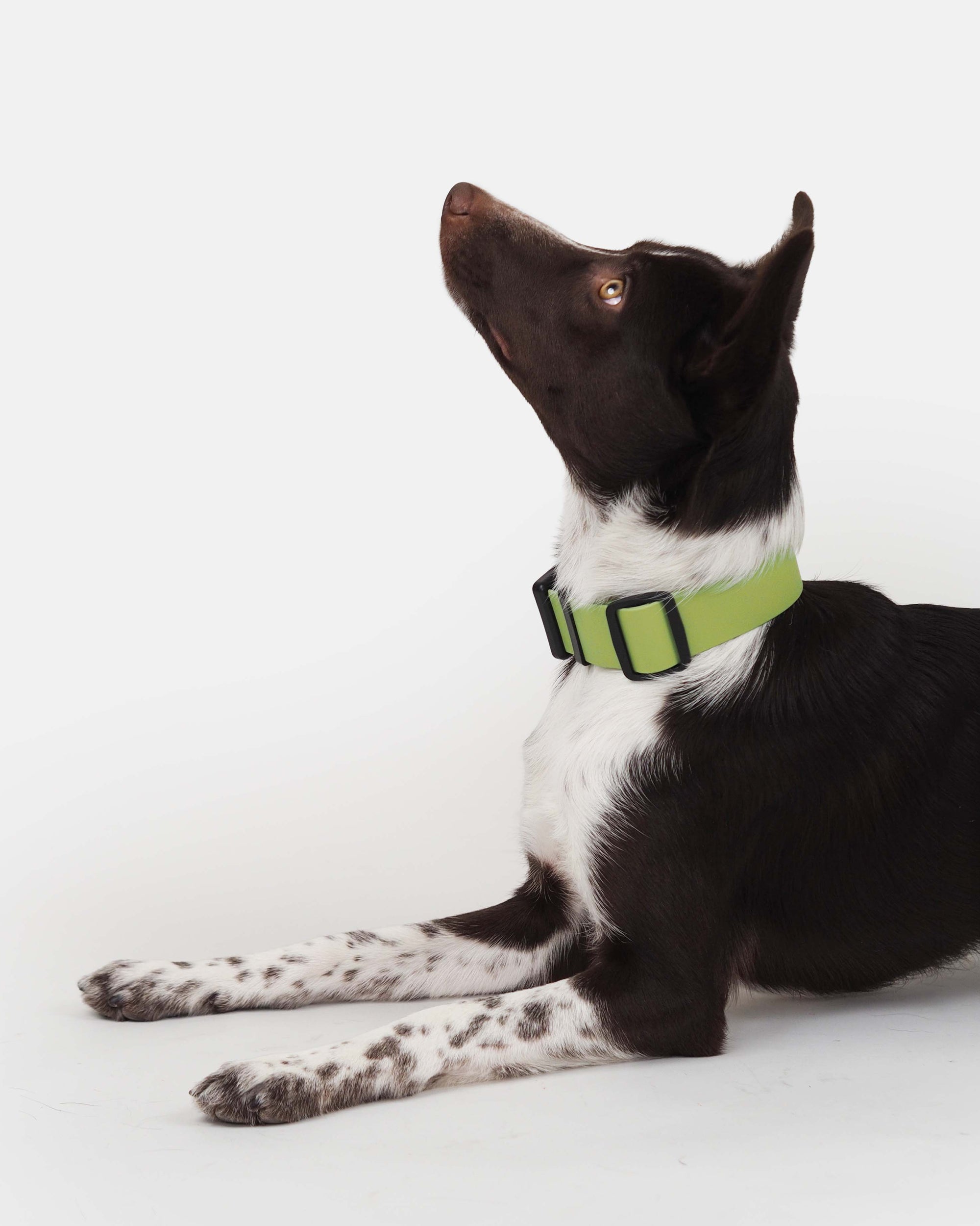 38 mm Biothane-kaulapanta pistolukolla