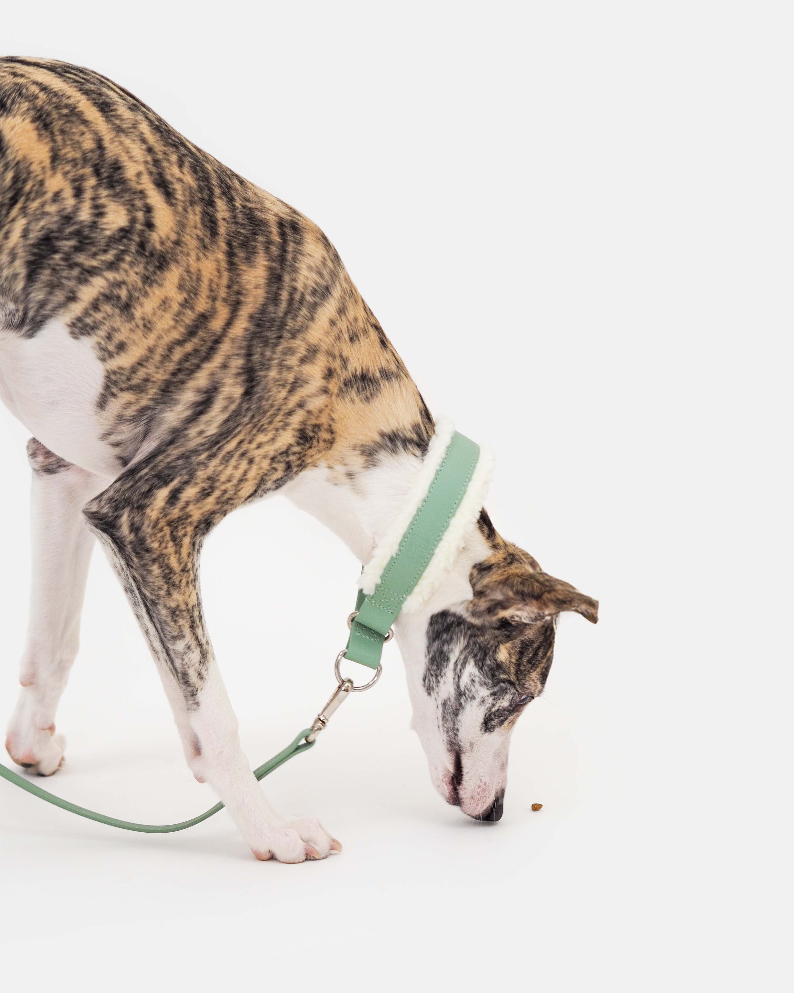 Puolikuristava Teddy-panta