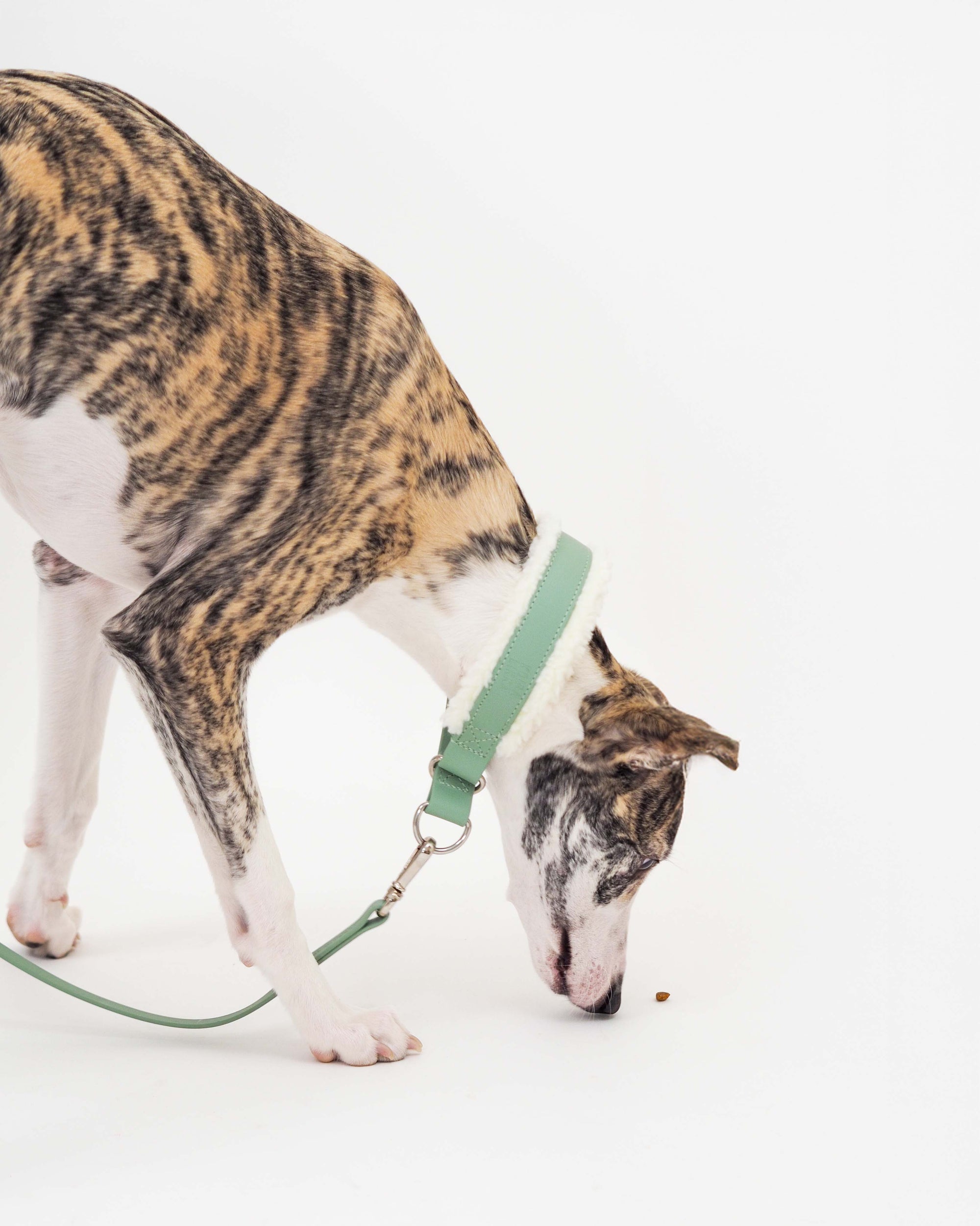 Puolikuristava Teddy-panta