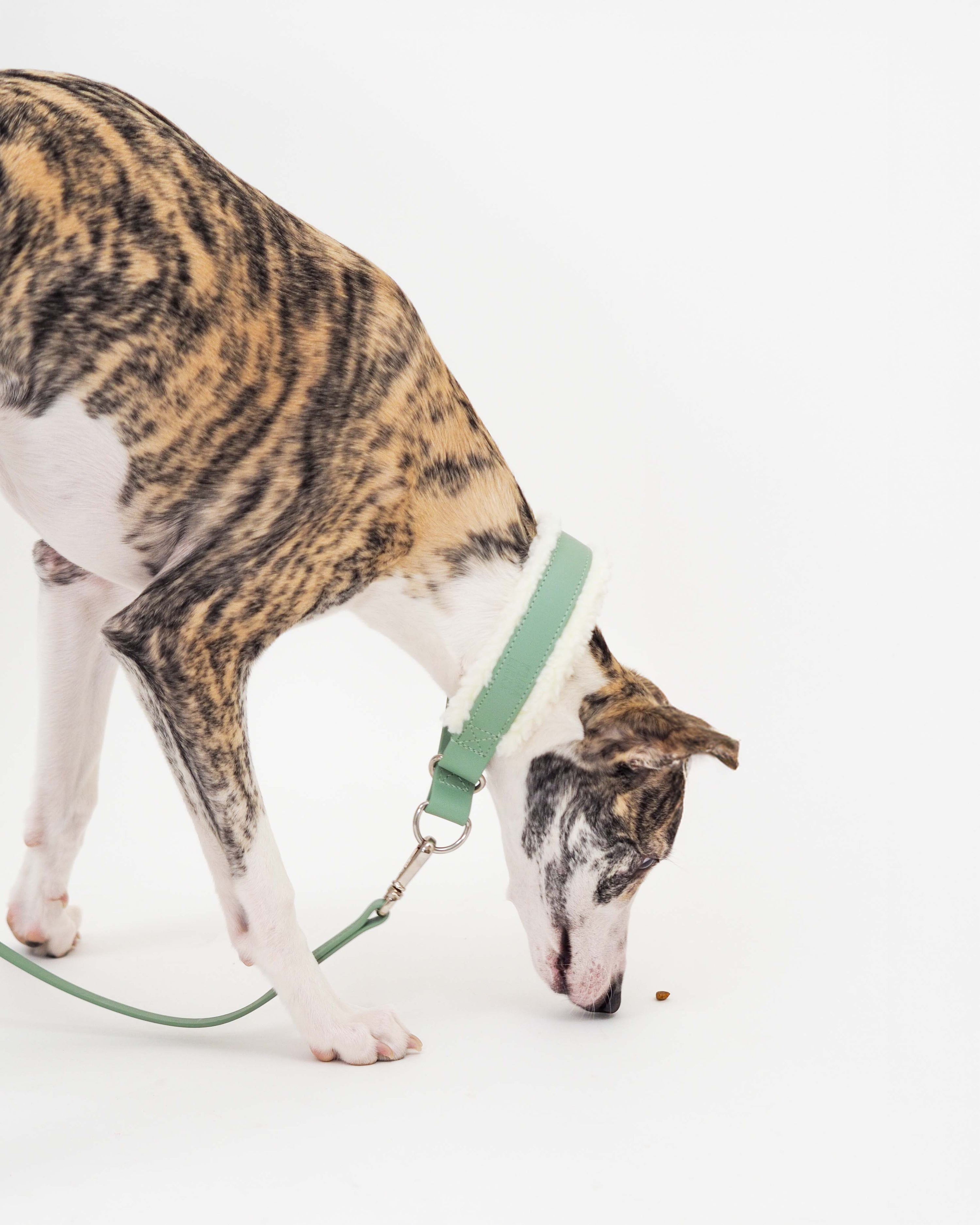 Puolikuristava Teddy-panta